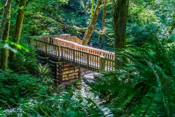 Washington 'daki Dash Point Eyalet Parkı' nda tahta bir köprü manzarası..