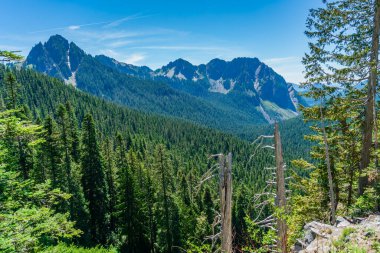 Washington 'daki Rainier Dağı yakınlarındaki tepeler ve yemyeşil ağaçlar..