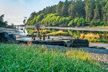 Moclips, Washington 'daki çimenlerin, ağaçların ve Moclips Nehri' nin manzara fotoğrafı..