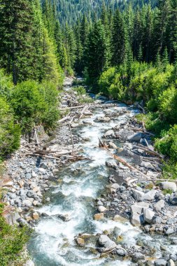 Washington 'daki Rainier Dağı Ulusal Parkı' nda bir buzul nehri manzarası.