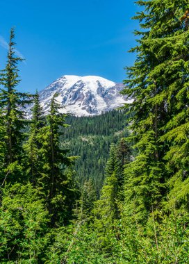 Yaz mevsiminde Washington 'da Rainier Dağı' nın manzarası..