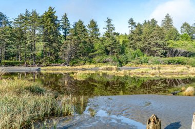 Washington 'daki Moclips Nehri' nin manzara fotoğrafı..