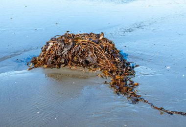 Moclips, Washington sahilinde büyük bir yosun yığını..
