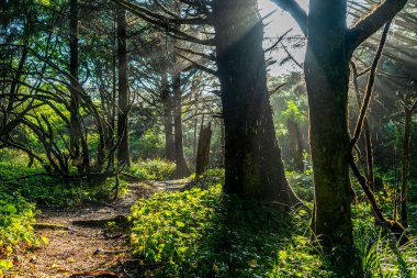 Moclips, Washingto 'da yağmurdan sonraki apath manzarası..