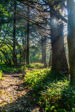 Moclips, Washingto 'da yağmurdan sonraki apath manzarası..