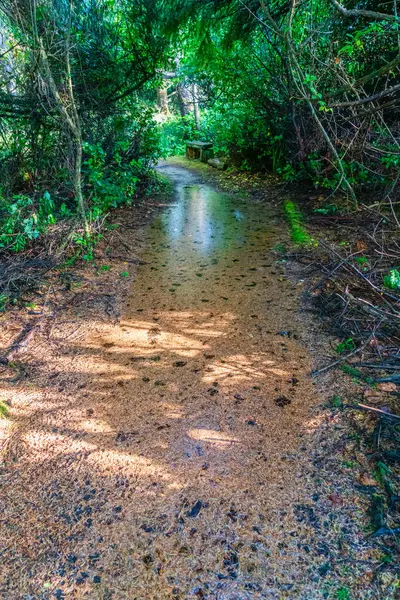 Uma Trilha Longo Rio Moclips Estado Wasington — Fotografia de Stock