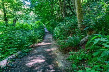 Yazın Dash Point Eyalet Parkı 'nda bir patika. Washington Eyaleti 'nde..