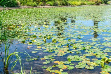 Seattle 'daki Washington Gölü kıyısındaki Lily Pad manzarası.