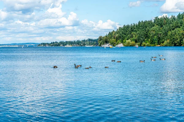 stock image A view of Lake Washington near Seattle in summer.