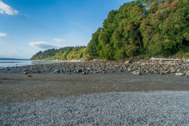 Des Moines, Washington 'da ağaçlar alçak gelgitte kıyıya dizilir..
