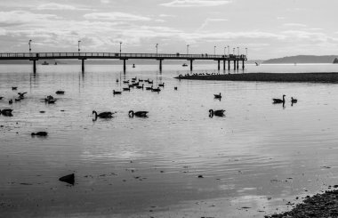 Washington 'daki Des Moines rıhtımında kuşların çektiği bir siluet..