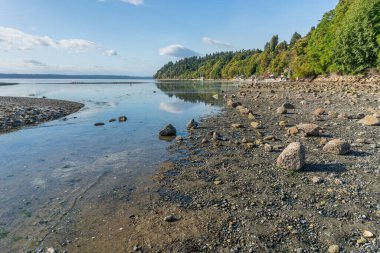 Des Moines, Washington 'da ağaçlar alçak gelgitte kıyıya dizilir..