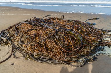 Loncoln City, Oregon 'daki bir yosun yığınının detaylı bir görüntüsü..