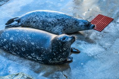 Kaliforniya 'da bir akvaryumdaki deniz canlılarının manzarası..