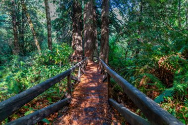 Kuzey Kaliforniya 'da dev sekoya ağaçlarının altında ahşap bir patika..