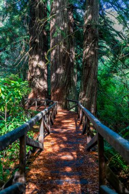 Kuzey Kaliforniya 'da dev sekoya ağaçlarının altında ahşap bir patika..
