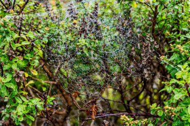 Su damlacıkları Oregon 'da bir yerlerde bir örümcek ağına asılı..