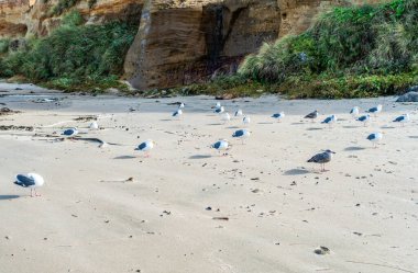 Oregon 'daki Lincoln City' de martılar kuyruk oluşturur..