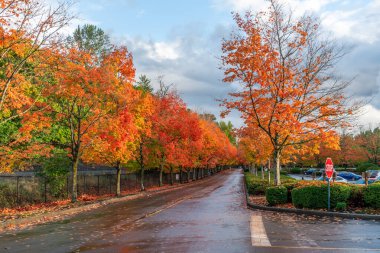 Renton, Washington 'daki Gene Coulon Parkı' nda sonbahar yapraklarının zengin bir görüntüsü.