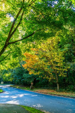 Burien, Washington 'daki Seahurst Beach Park' a giden yolun manzarası. Sonbahar geldi..
