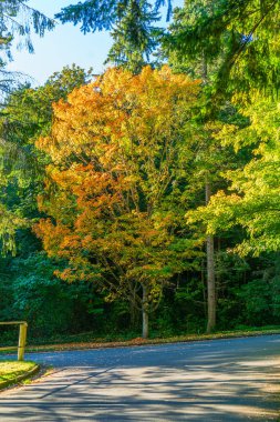 Burien, Washington 'daki Seahurst Beach Park' ta sonbahar yapraklı bir ağaç manzarası..