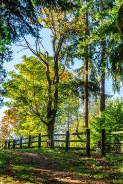 Des Moines, Washington 'daki Saltwater State Parkl' da bir çit ve sonbahar ağaçları manzarası.
