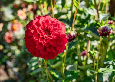 Tacoma, Washington 'daki Point Defiance Park' ta kırmızı Dahlia 'nın yakın plan fotoğrafı..