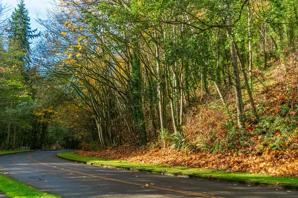 Burien, Washington 'daki Seahurst Park' taki son sonbahar renklerinin bir görüntüsü..