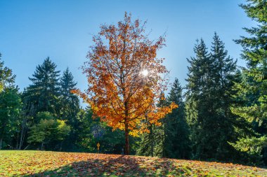 Burien, Washington 'daki Seahurst Plaj Parkı' nda bir sonbahar ağacı..