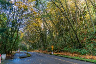 Burien, Washington 'daki Seahurst Park' taki son sonbahar renklerinin bir görüntüsü..