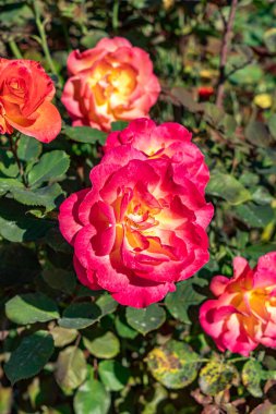 Tacoma, Washington 'daki Point Defiance Park' ta kırmızı ve sarı bir gülün makro görüntüsü..