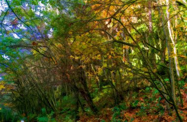 Burien, Washington 'daki Seahurst Park' taki son sonbahar renklerinin bir görüntüsü..