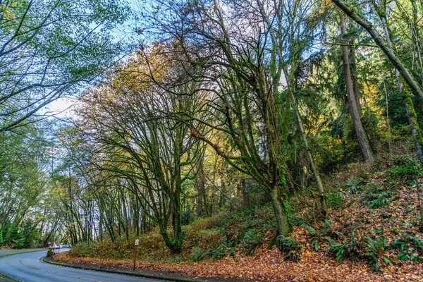 Burien, Washington 'daki Seahurst Park' taki son sonbahar renklerinin bir görüntüsü..