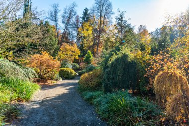 Seattle, Washington 'daki Kubota Gardens' da sonbahar renkleri.