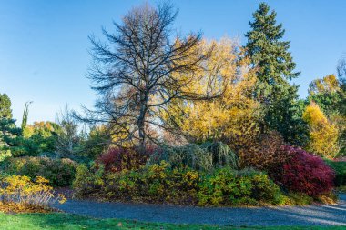 Seattle, Washington 'daki Kuboat Gardens' ta sonbaharda ağaçlar.