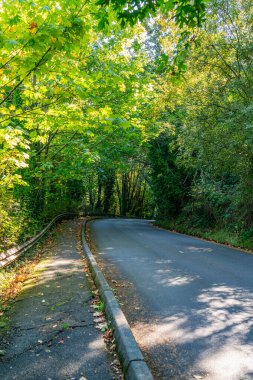 Des Moines, Washington 'daki Saltwater State Park' a giden ağaçlık bir yol manzarası..