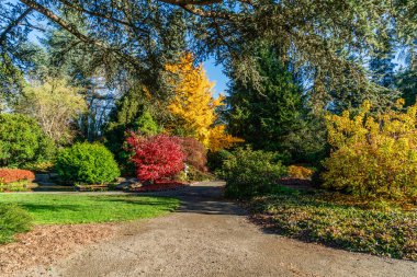 Seattle, Washington 'daki Kubota Gardens' da sonbahar renkleri.
