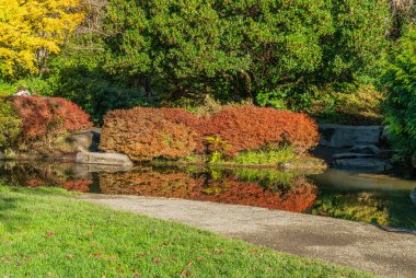 Seatttle, Washington 'daki Kubotoa Gardens' taki bir gölete sonbahar ağaçları yansıtılır..