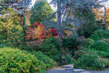 Seattle, Washington 'daki Kuboat Gardens' ta sonbaharda ağaçlar.