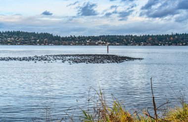 Bir kuş sürüsü Seattle 'da Washington Gölü' nde yüzüyor..