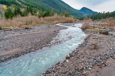 Karbon Nehri manzarası ve Washington 'daki ağaçlar.