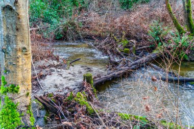 Washington 'daki Des Moines Creek' in manzara fotoğrafı..