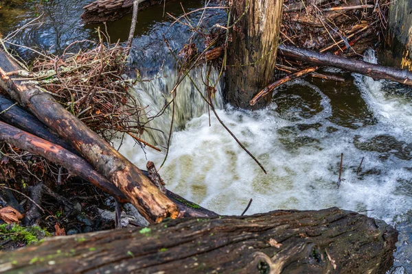 stock image A close-up shot of whatewater in Des Moines Creek in Washington State.