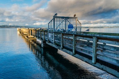 Birçok martı Dash Point, Washington 'daki boş bir rıhtımda oturur..