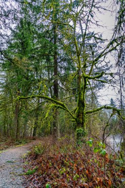 Washington 'daki Gree Nehri boyunca yosun ağacı olan bir patika..