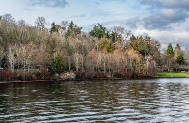 Seattle 'da Washington Gölü kıyısında ağaçlar var. Kış zamanı..