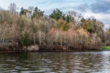 Seattle 'da Washington Gölü kıyısında ağaçlar var. Kış zamanı..
