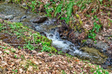 Burine, Washington 'daki Seahurst Plaj Parkı' ndaki küçük bir derenin detaylı çekimi..