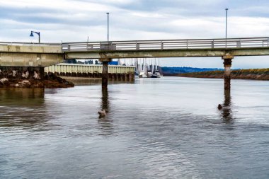 Des Moines, Washington 'daki rıhtım ve marinanın bir çizimi..