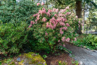 Seatac, Washington 'da küçük bahar çiçeklerinin yakın plan çekimi..